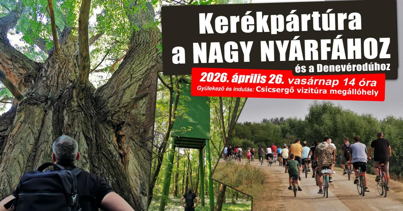 Kerékpártúra a nagy nyárfához
