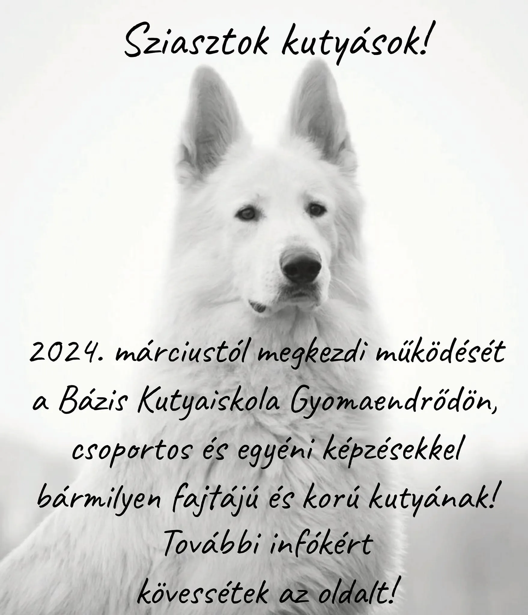 Bázis Kutyaiskola felhívása!