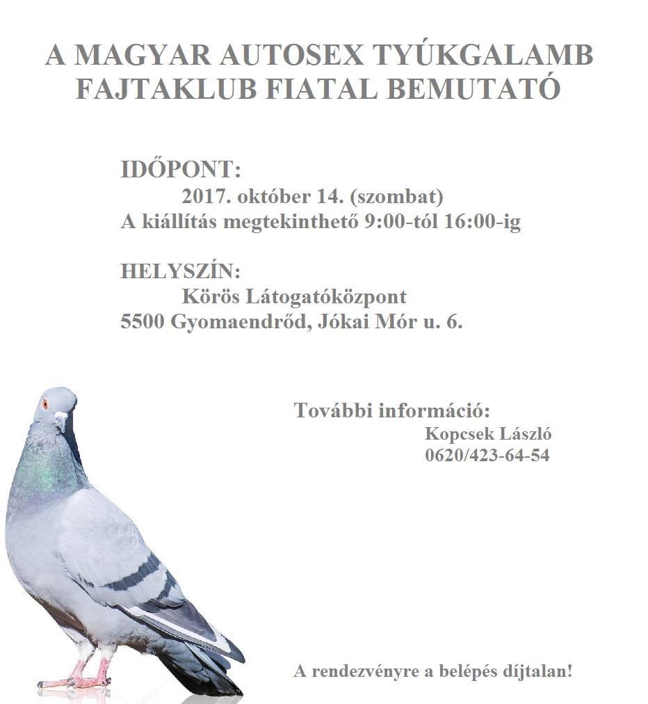 Magyar autosex tyúkgalamb Fajtaklub fiatal bemutató