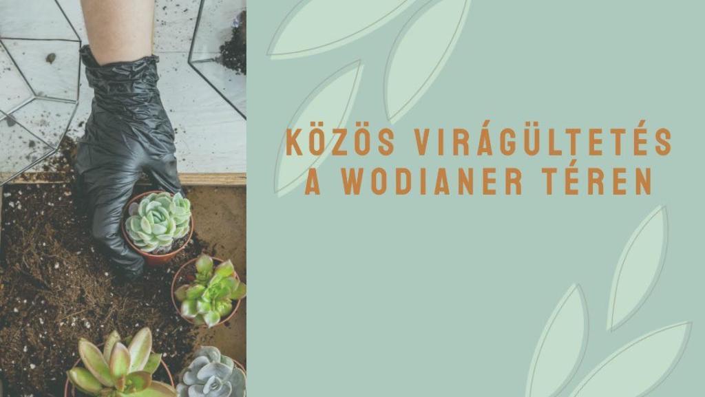 Közös virágültetés a Wodianer téren