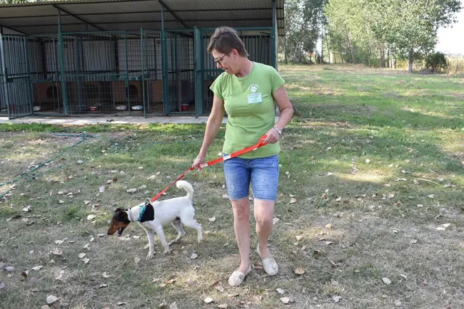 Folyamatosan gazdásítanak a gyomaendrődi állatvédők - Az állatvédők vezetésével megsétáltatták a telepen lévő ebeket