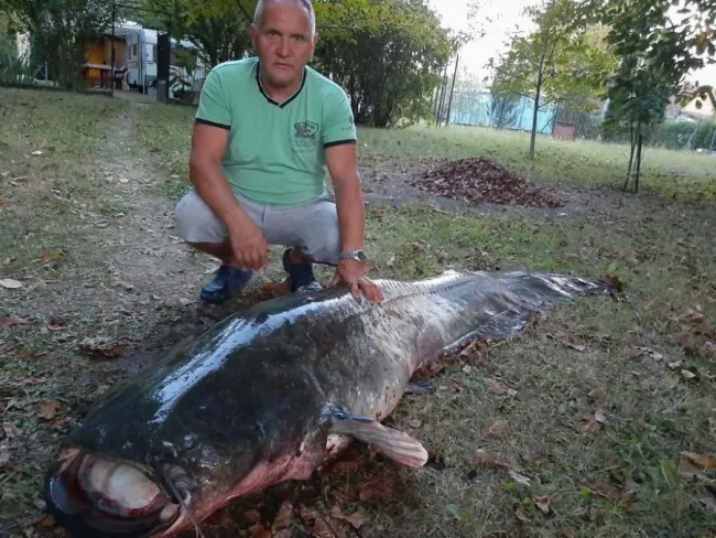 Harcsaóriást fogtak a gyomaendrődi Sirató-holtágon - Kétszázharminc centis, 82 kilós harcsa és Bakos László