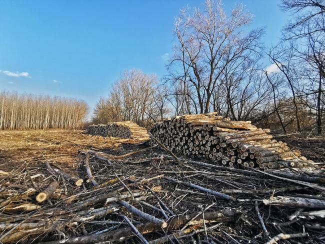 Erdőfelújítások őshonos fafajokkal a Hármas-Körös hullámterében