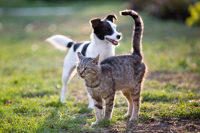 Ebzárlat és legeltetési tilalom Gyomaendrődön