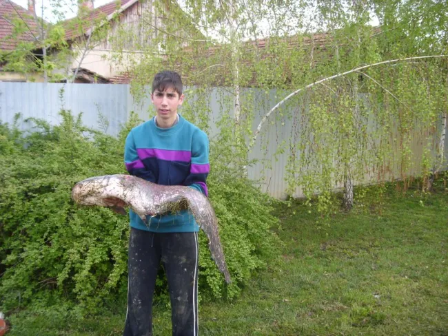 Harcsa (11 kg) - Németh-zugi holtág