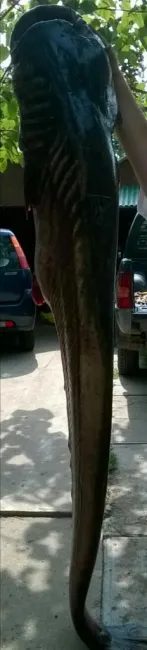 Harcsa (69.5 kg) - Sirató holtág
