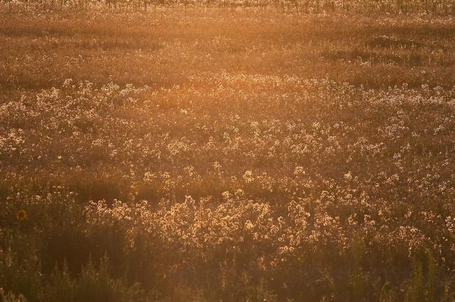 Gyomaendrődi tájképek