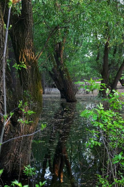 Gyomaendrődi tájképek