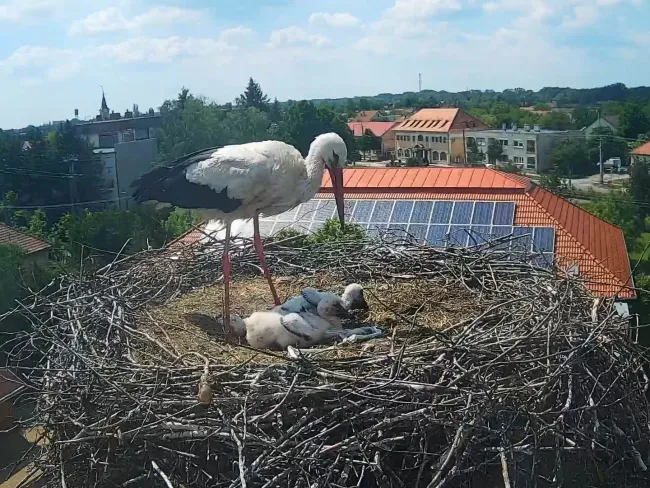 Gólyafészek (Körös Látogatóközpont, Gyomaendrőd)