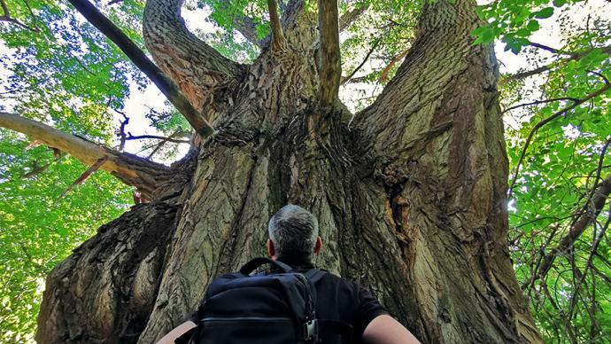 A nagy fekete nyárfa