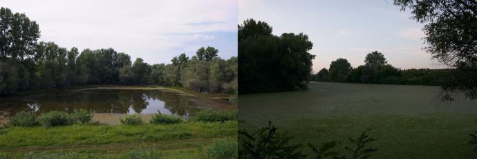 Gyomaendrőd - kiszáradt egy holtágszakasz (A képen: A gyomaendrődi Kisfoki Holt-Körös szinte teljesen kiszáradt, a Nagyfokzugi Holt-Köröst az algásodás tette tönkre)