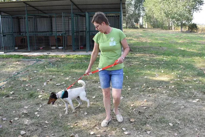 Folyamatosan gazdásítanak a gyomaendrődi állatvédők - Az állatvédők vezetésével megsétáltatták a telepen lévő ebeket