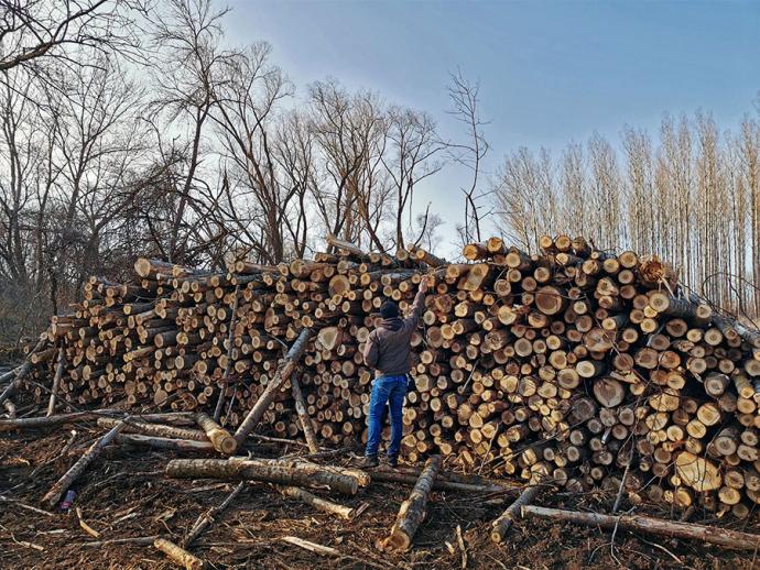 Erdőfelújítások őshonos fafajokkal a Hármas-Körös hullámterében