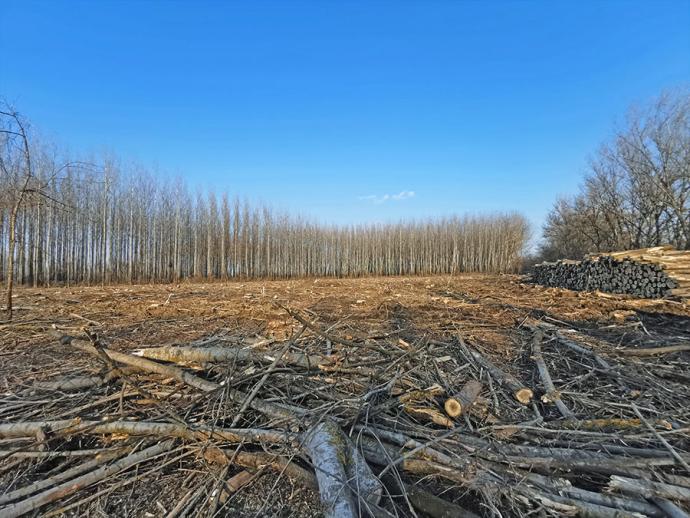 Erdőfelújítások őshonos fafajokkal a Hármas-Körös hullámterében