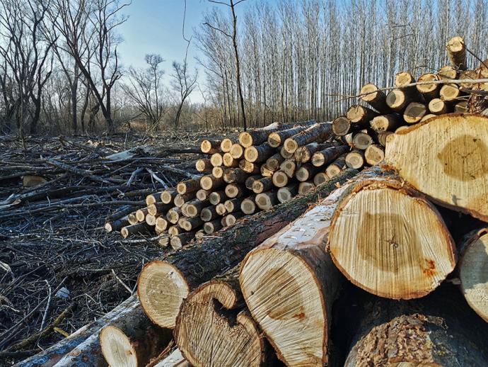 Erdőfelújítások őshonos fafajokkal a Hármas-Körös hullámterében