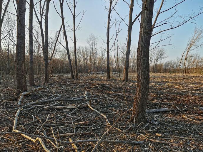 Erdőfelújítások őshonos fafajokkal a Hármas-Körös hullámterében