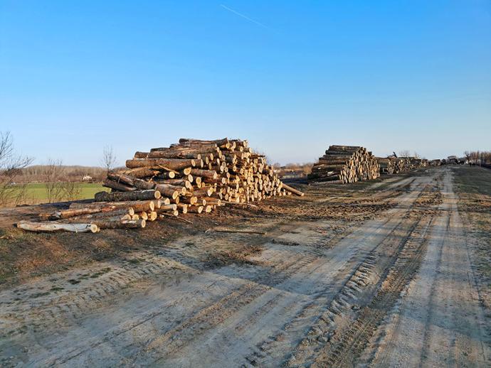 Erdőfelújítások őshonos fafajokkal a Hármas-Körös hullámterében