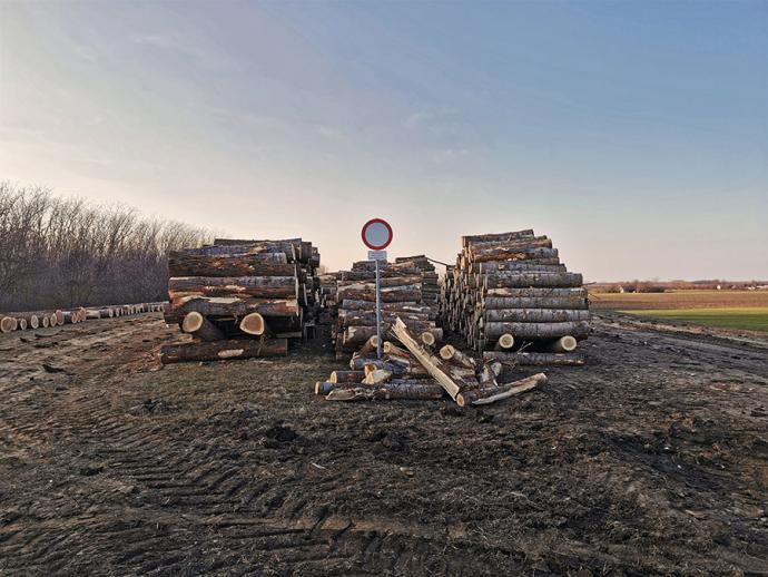Erdőfelújítások őshonos fafajokkal a Hármas-Körös hullámterében