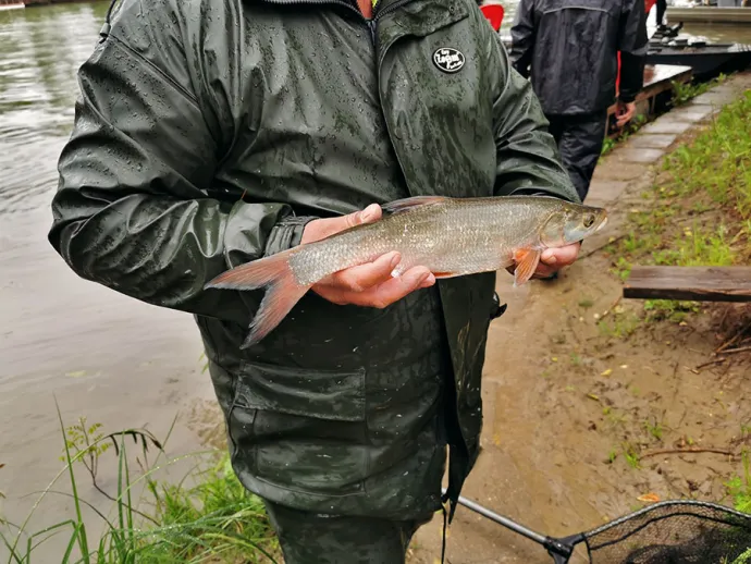 II. Nedfishing Pergető horgászkupa Gyomaendrődön