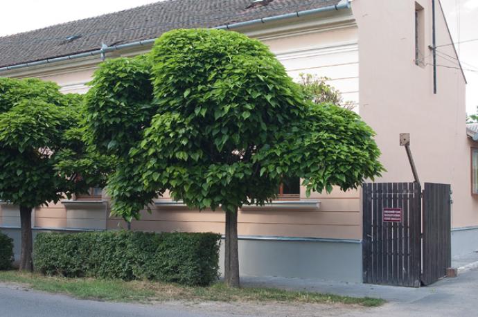 Védőnői Szolgálat (Endrőd)