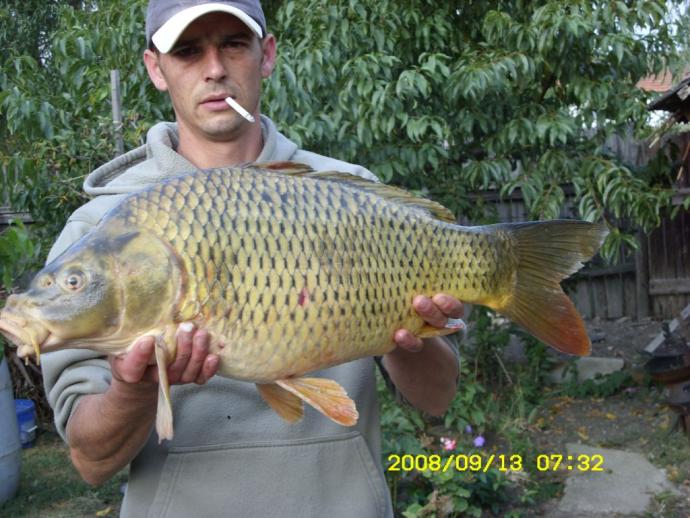 Ponty (7 kg) - Bónom-zugi holtág