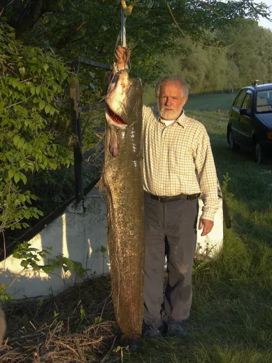 Harcsa (26 kg) - Hármas-Körös folyó