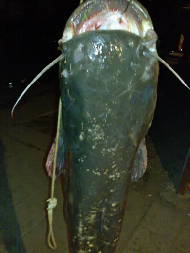 Harcsa (20 kg) - Hármas-Körös folyó