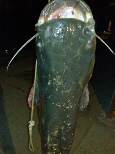 Harcsa (20 kg) - Hármas-Körös folyó