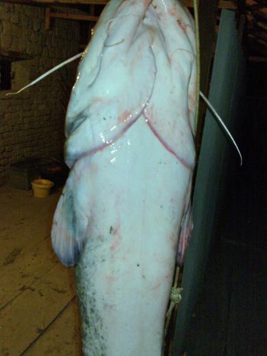 Harcsa (20 kg) - Hármas-Körös folyó