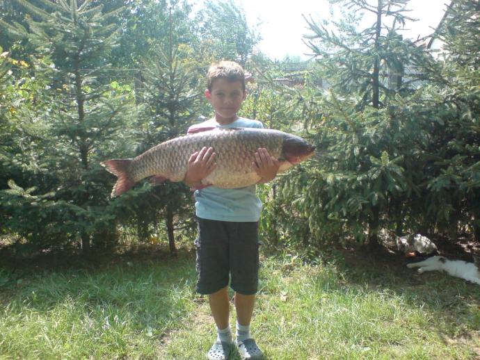 Amur (14.65 kg) - Peresi holtág