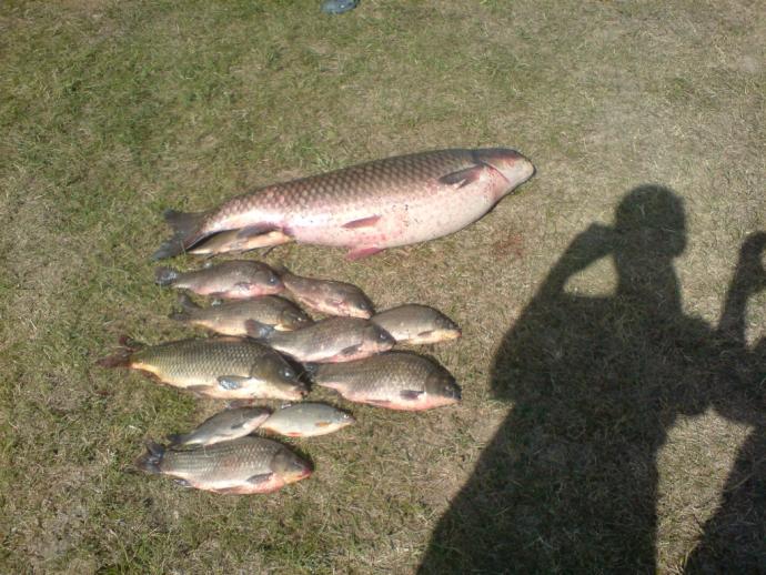 Amur (14.65 kg) - Peresi holtág