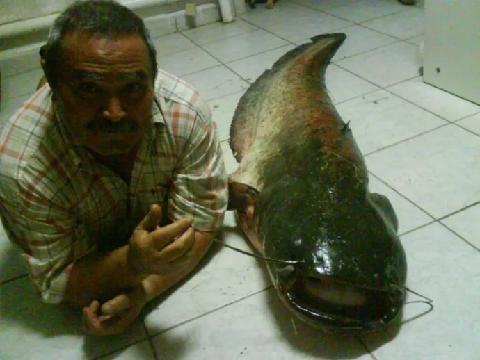 Harcsa (38.7 kg) - Templom-zugi holtág