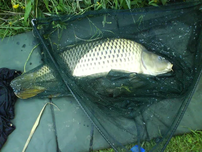 Ponty (19.5 kg) - Félhalmi Holtág