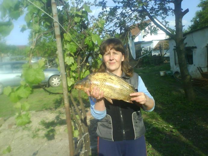 Ponty (4.2 kg) - Félhalmi Holtág