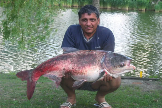 Busa (19.9 kg) - Bónom-zugi holtág