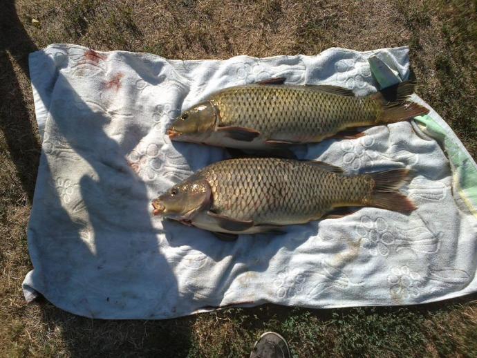 Ponty (5 kg) - Németh-zugi holtág