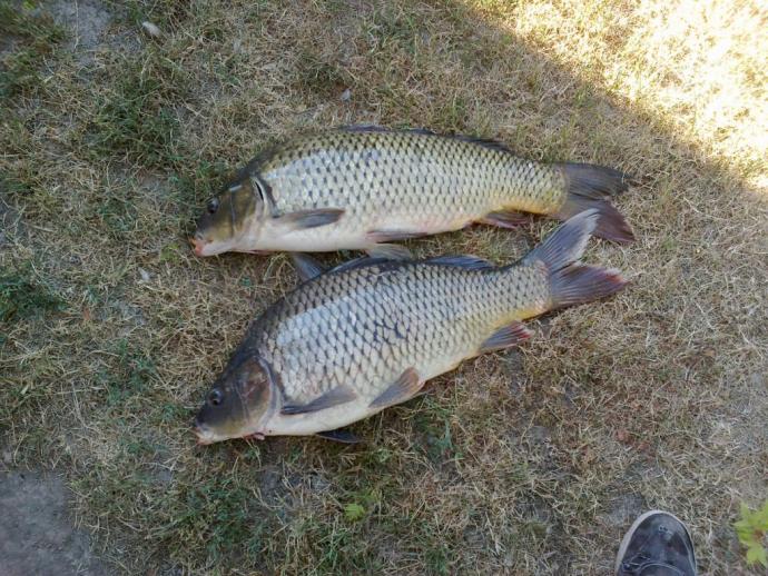 Ponty (5 kg) - Németh-zugi holtág