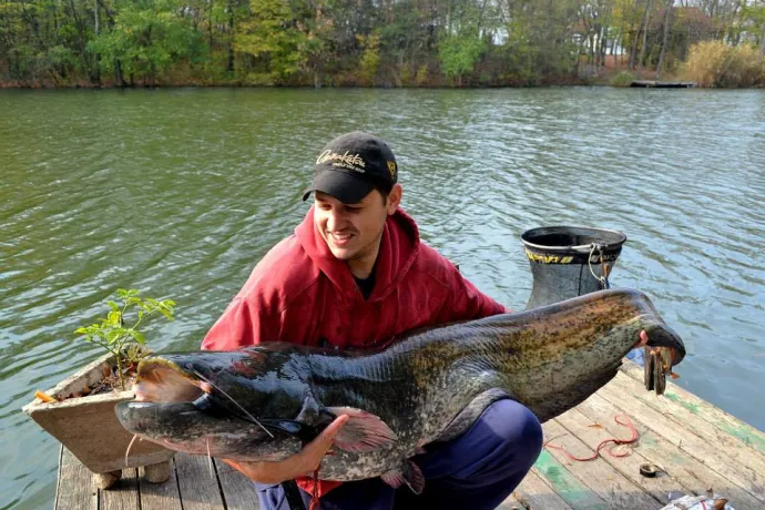 Harcsa (33 kg) - Bónom-zugi holtág