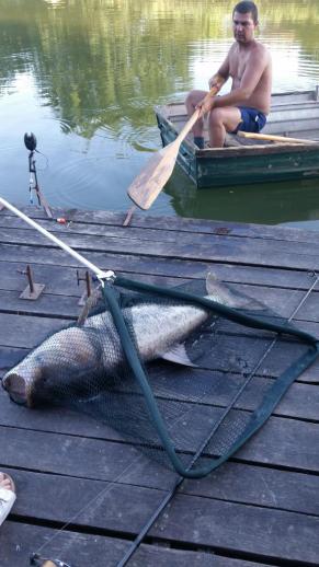 Busa (42 kg) - Bónom-zugi holtág