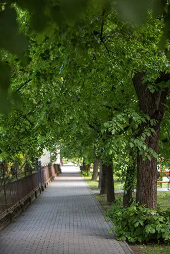 Linden Tree Alley of Gyomaendrőd