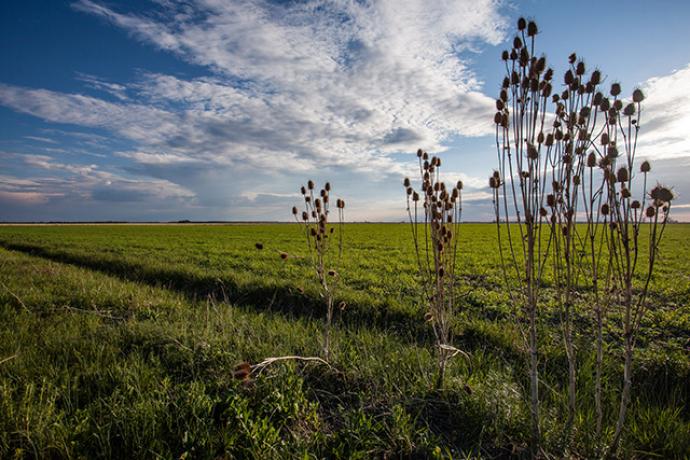 Native Grasslands of Csejt-puszta