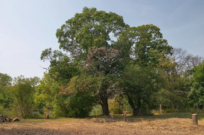 Sweet Chestnut Trees