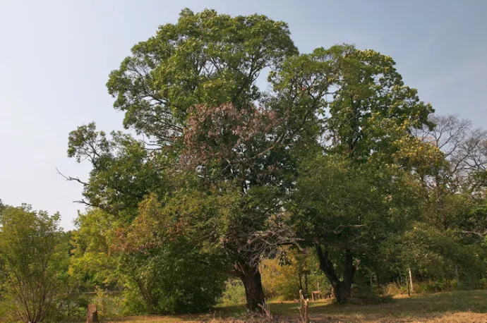 Sweet Chestnut Trees