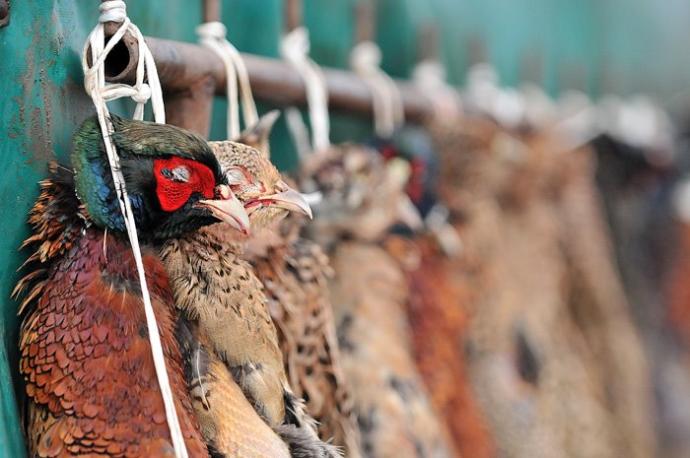 Csejti Vadásztársaság