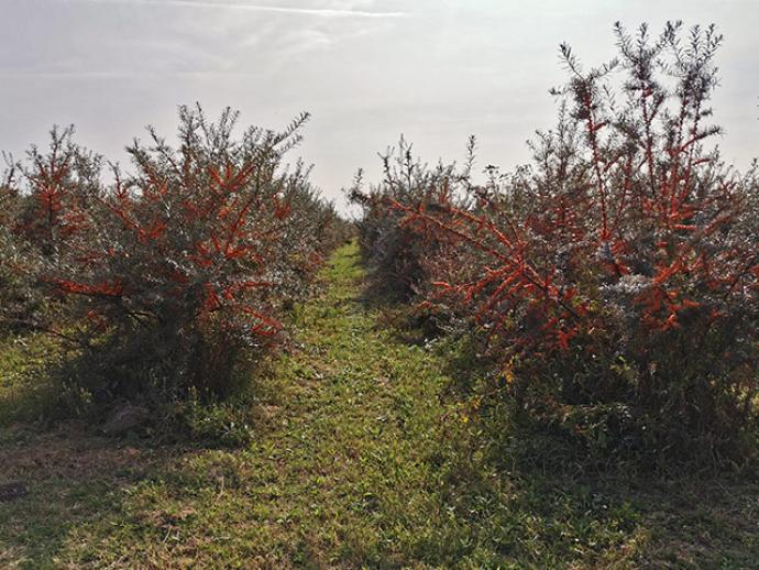 Homoktövis termékek