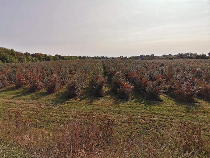 Homoktövis termékek