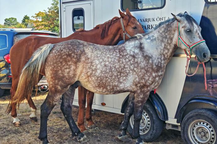 Országos állat- és kirakodóvásár