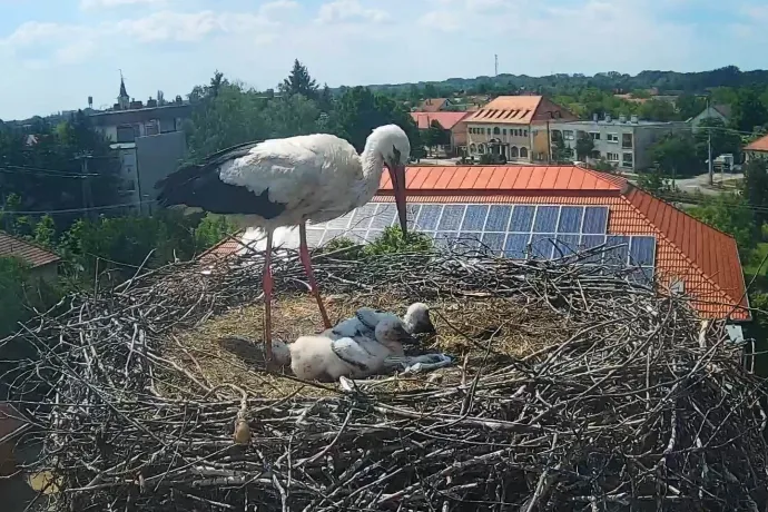 Gólyafészek (Körös Látogatóközpont, Gyomaendrőd)