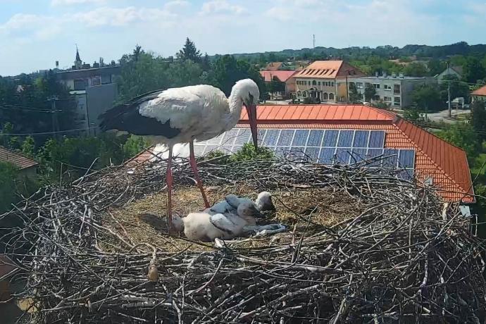 Gólyafészek (Körös Látogatóközpont, Gyomaendrőd)